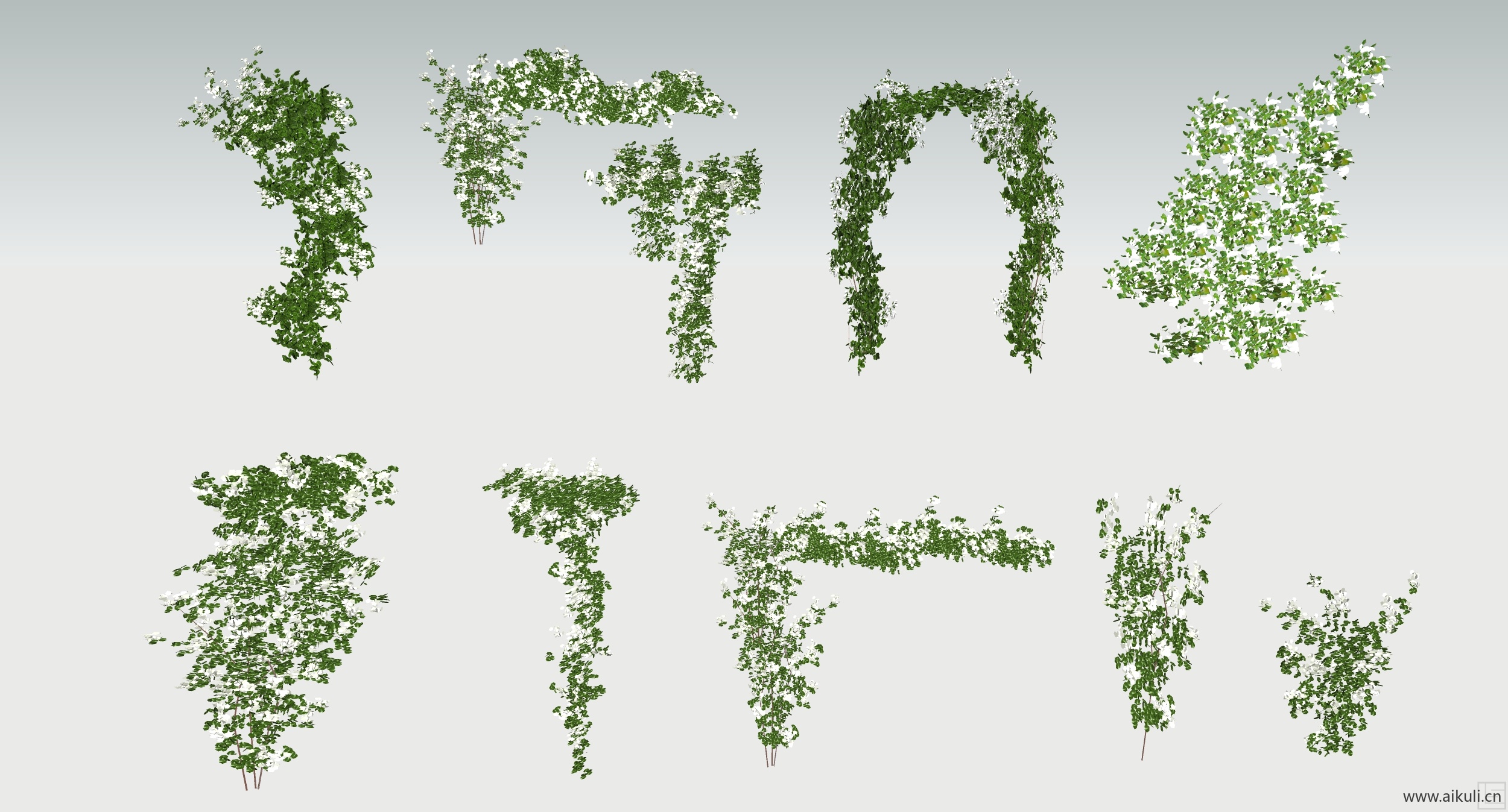 钩子植物