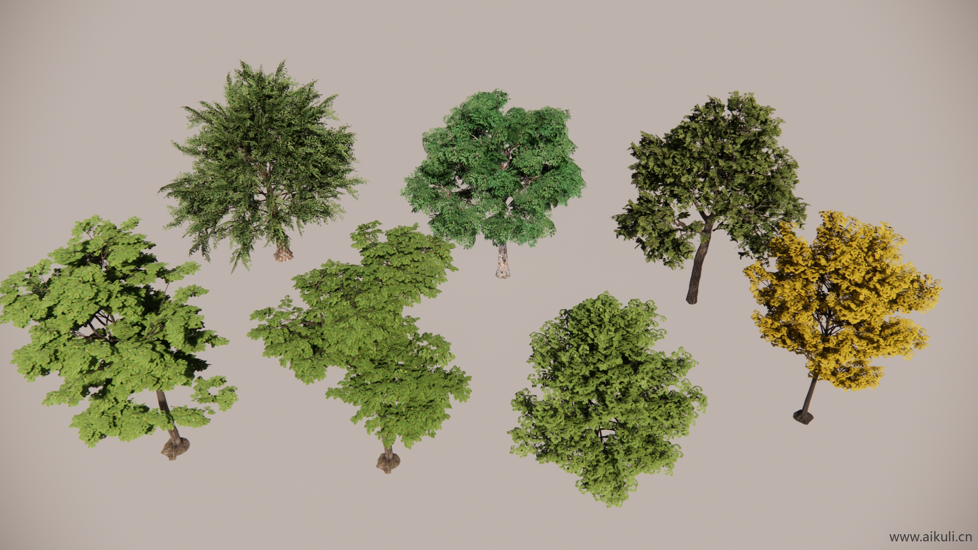 悬铃木树 3D