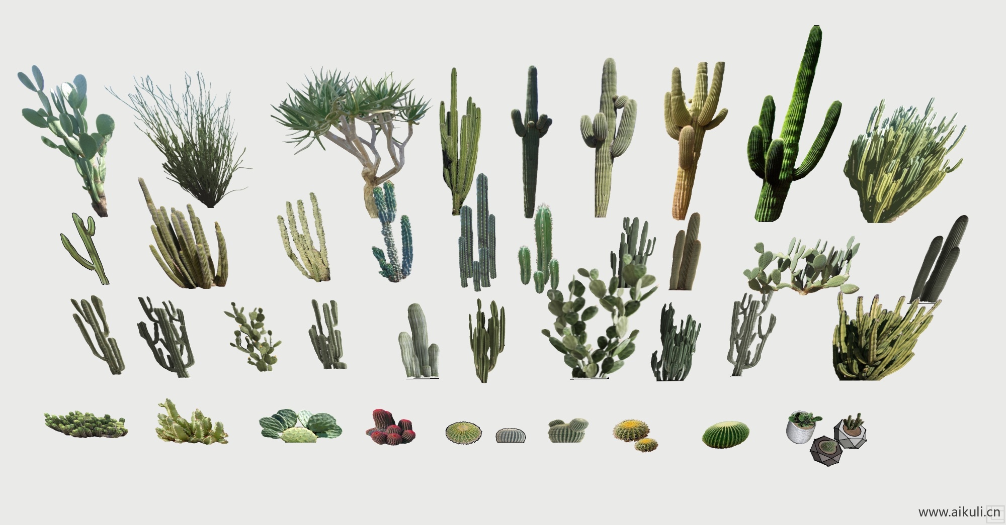 2D热带仙人掌植物AA