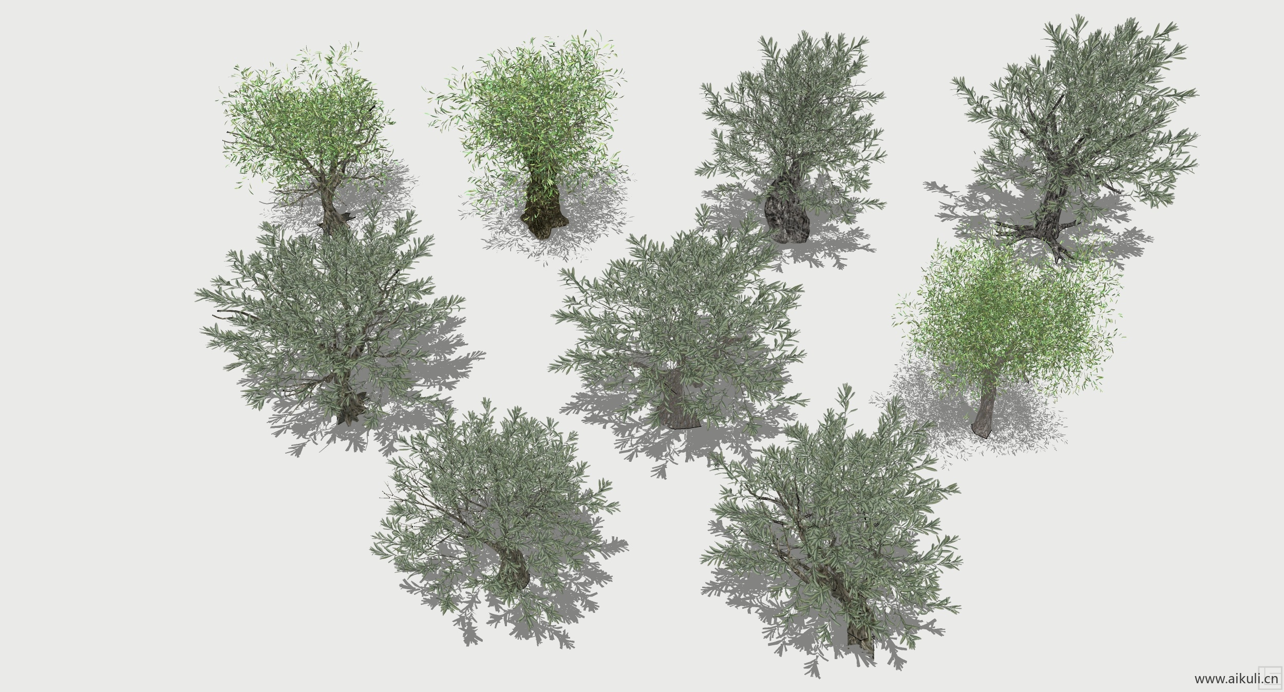 橄榄树 3D