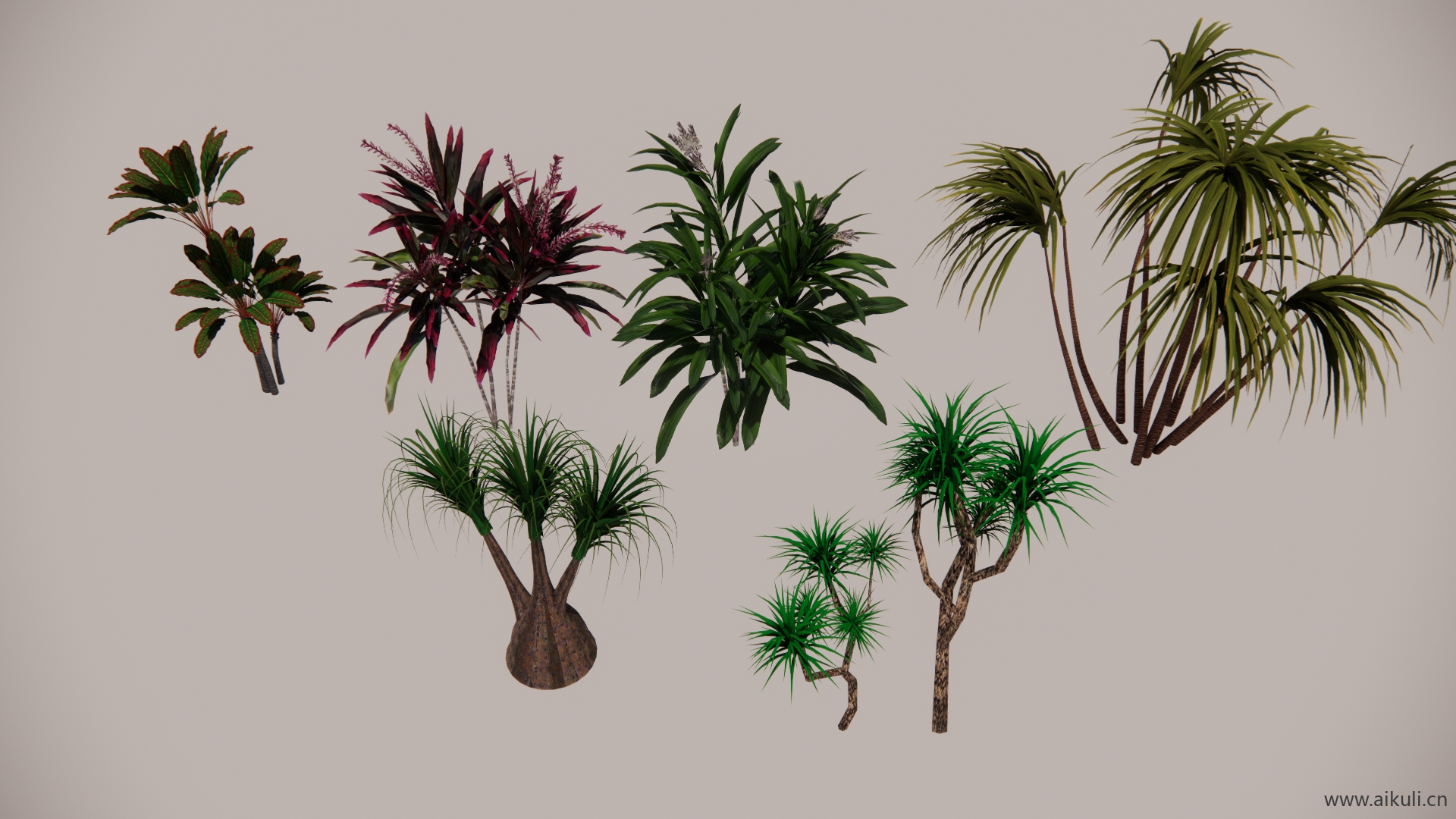 紫堇植物