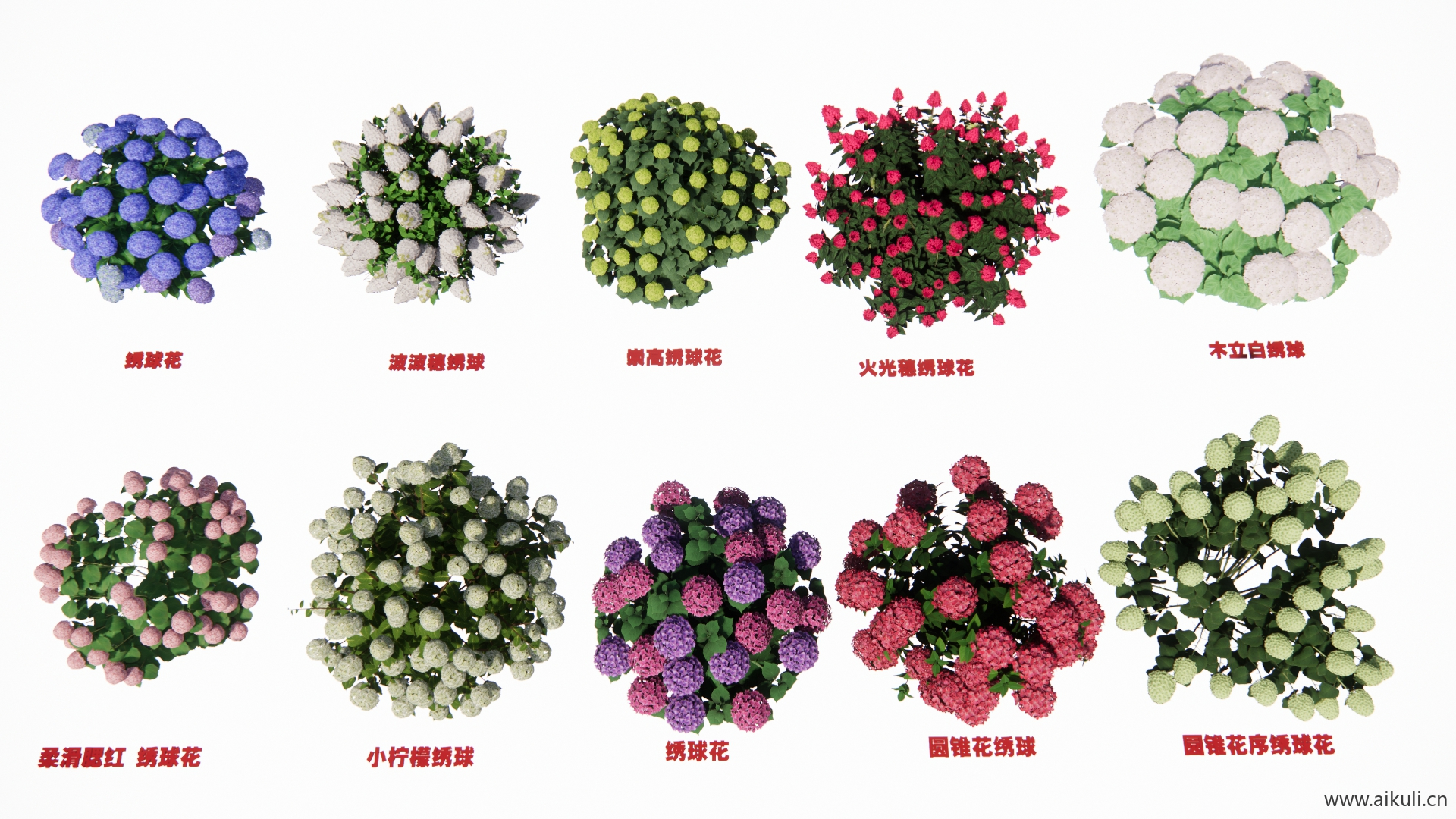 绣球花