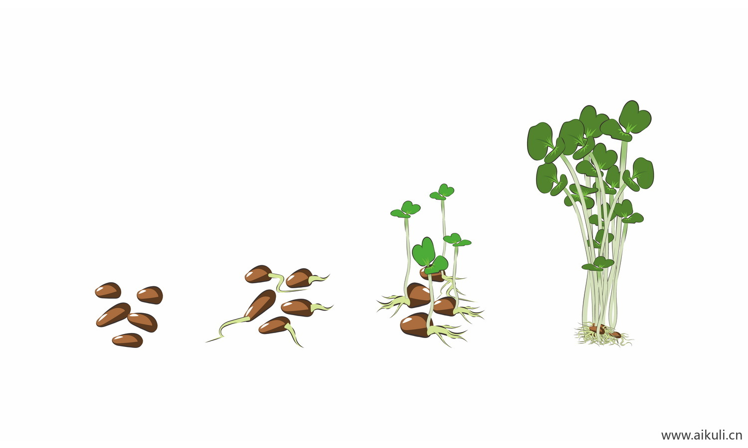 EPS矢量植物种子豆芽长大插画