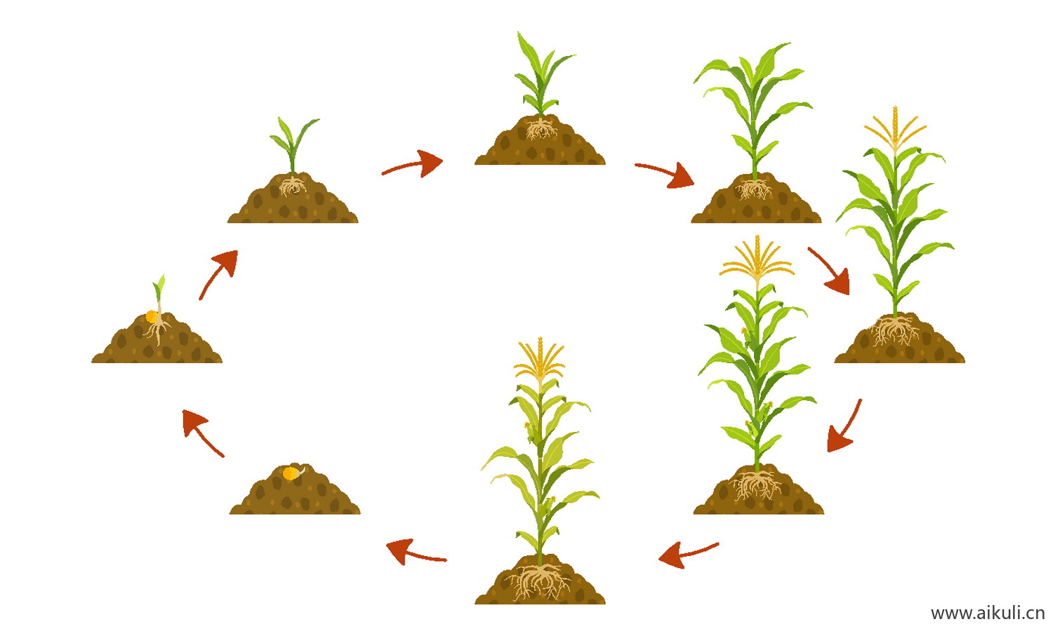 EPS矢量植物 生长变化玉米种子豆芽长大插画