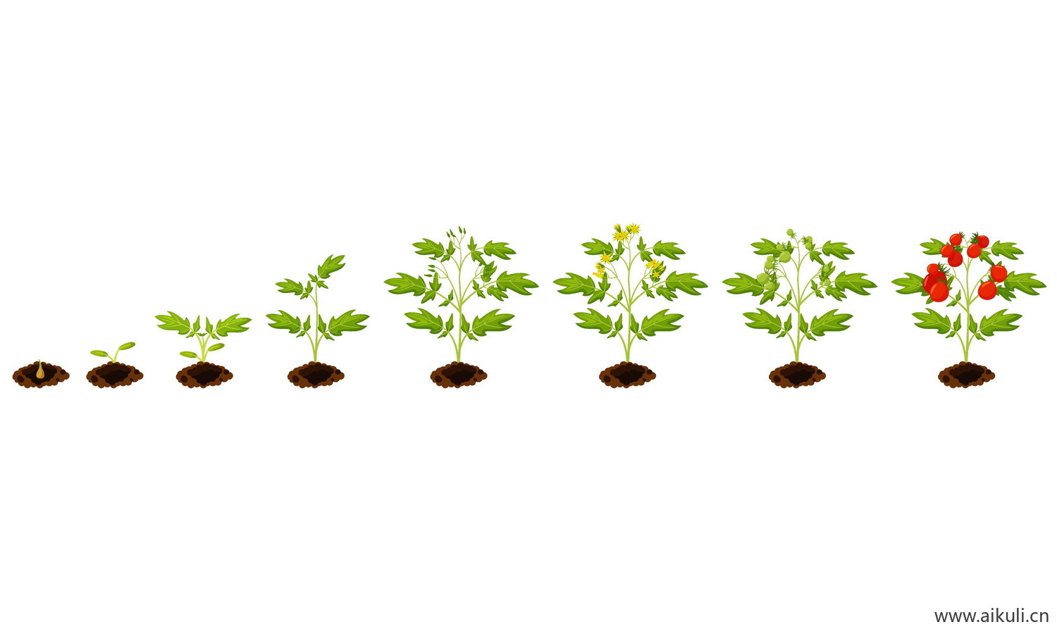 EPS矢量植物D-生长变化玉米辣椒西红柿种子豆芽长大插画