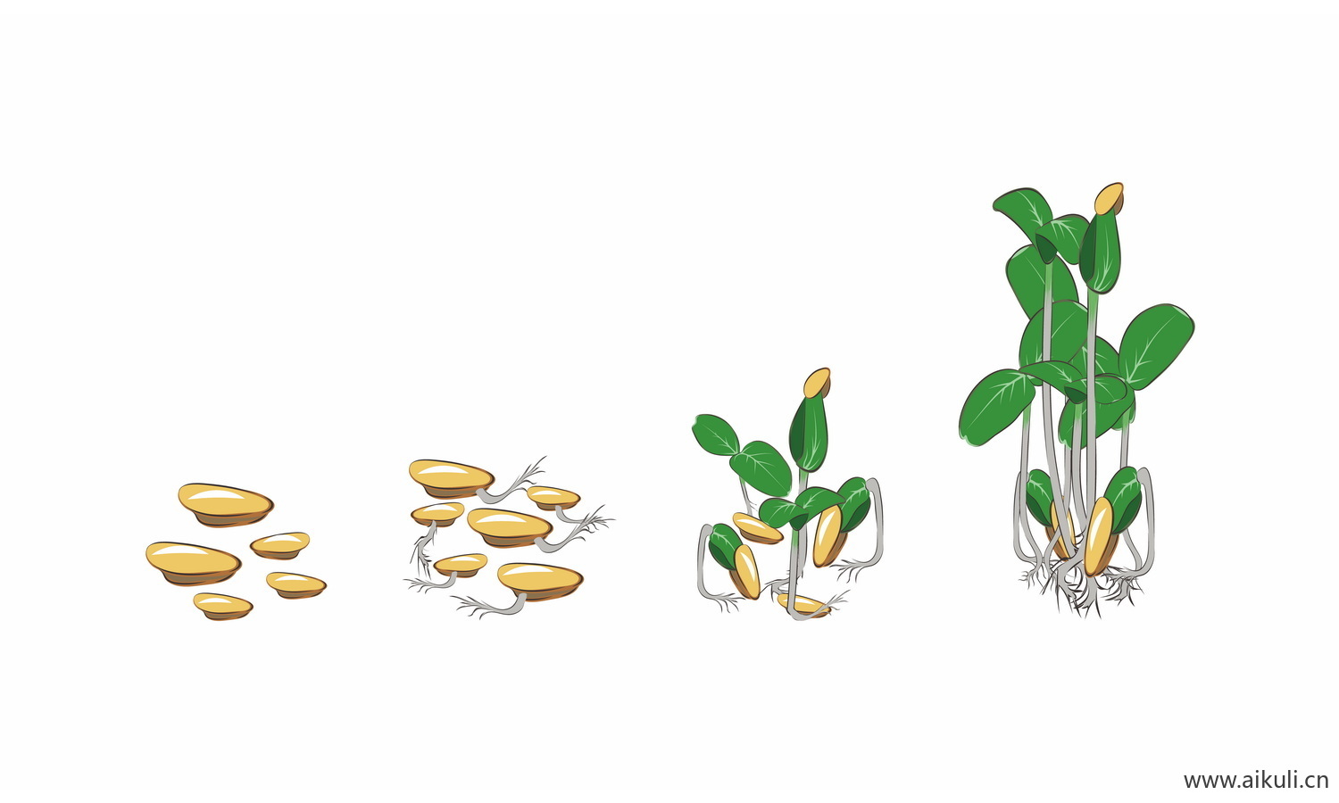 EPS矢量植物--生长变化种子豆芽长大插画