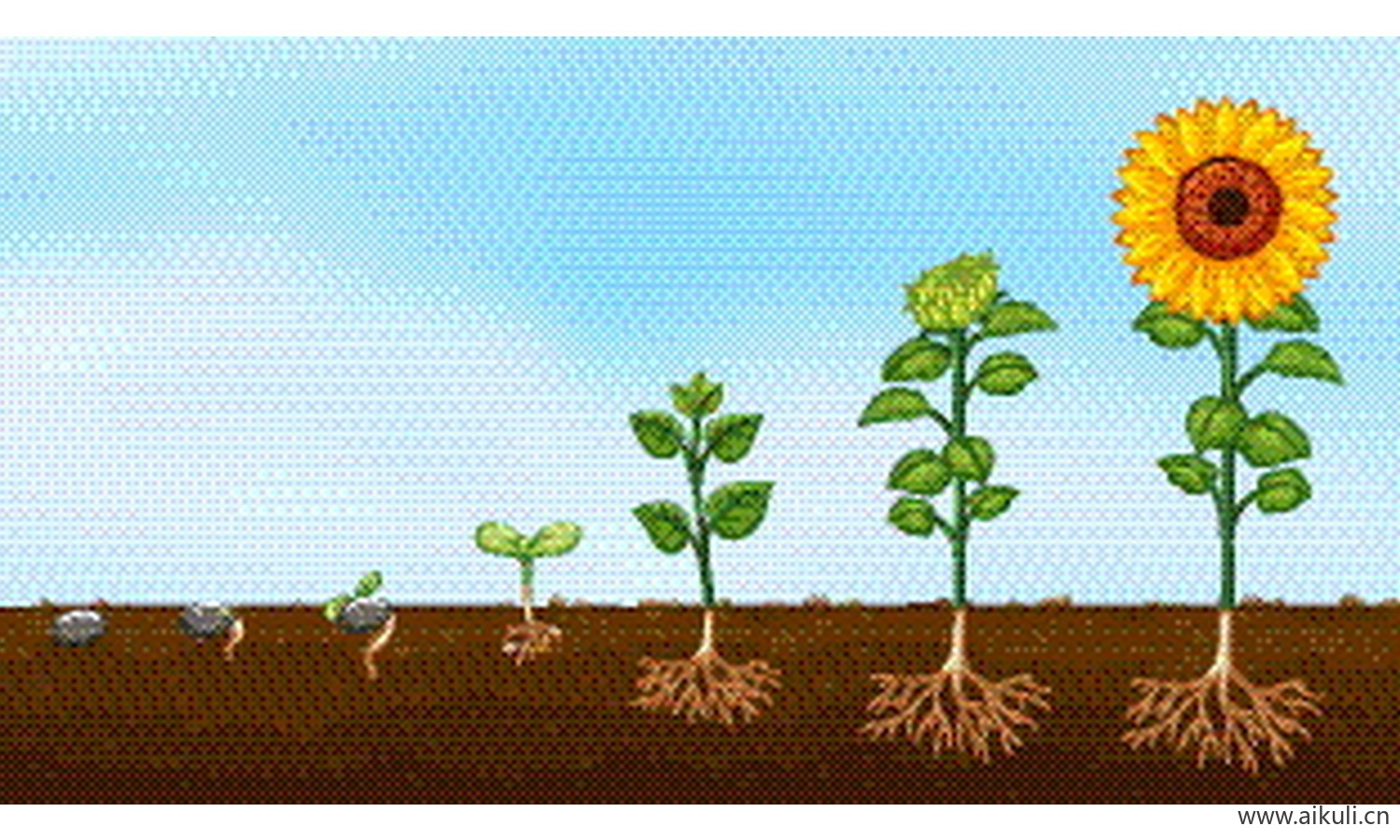 卡通植物生长变化向日葵长大插画EPS矢量