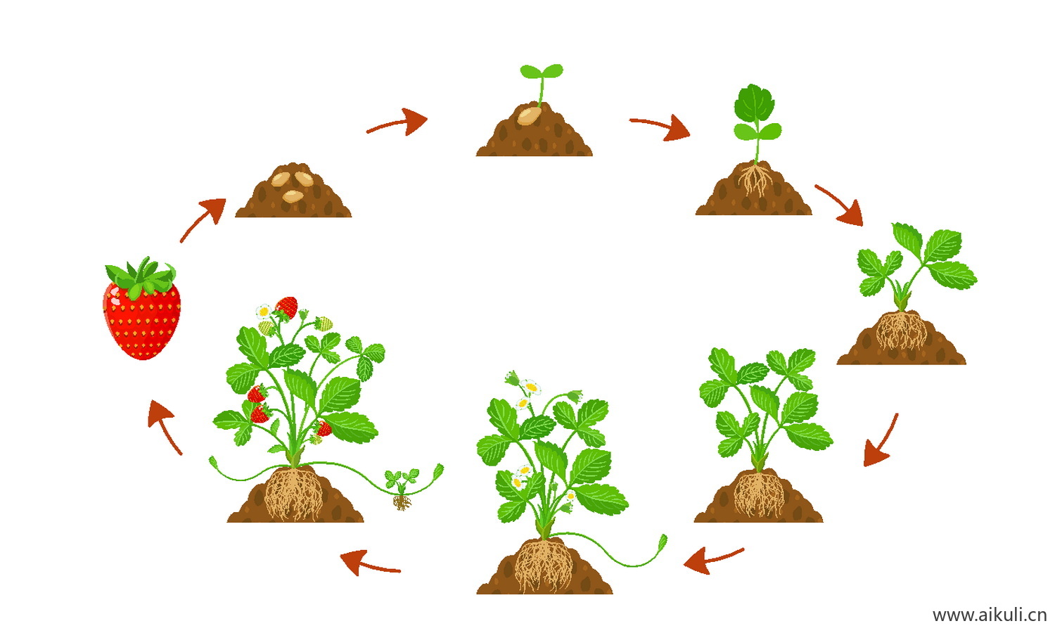EPS矢量植物E-生长变化玉米辣椒西红柿种子豆芽长大插画