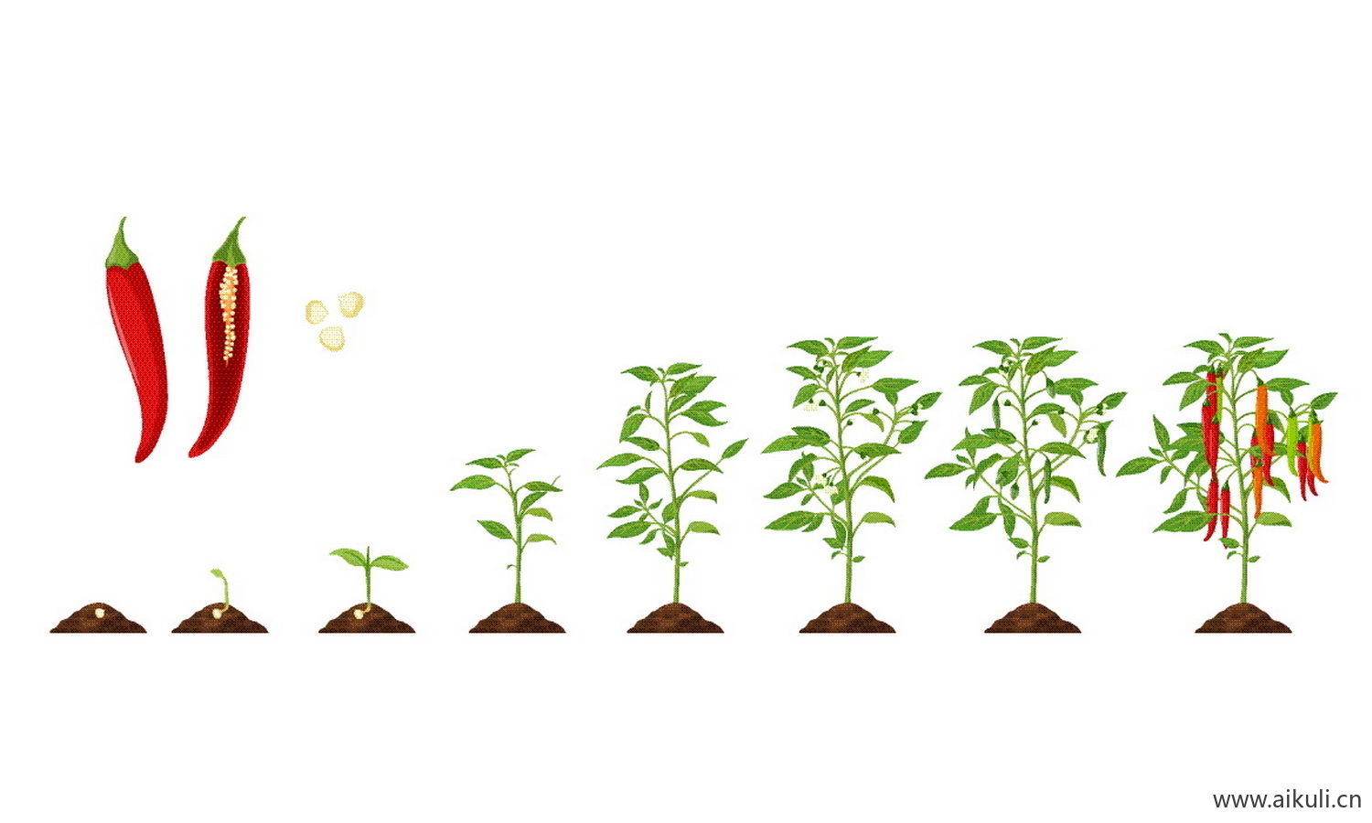 EPS矢量卡通植物M-生长变化玉米辣椒西红柿种子豆芽长大插画