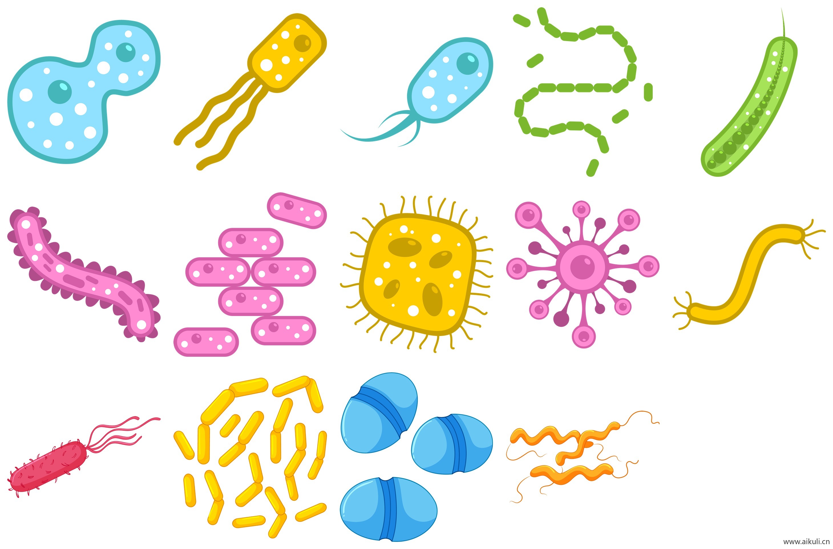 细菌-png免抠图片细菌微生物病毒生物细胞真菌
