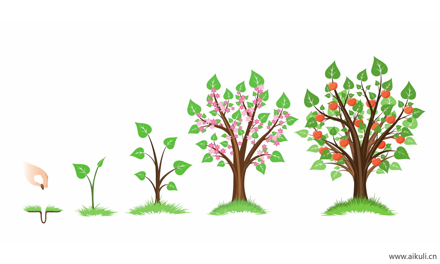 卡通植物生长变化西红柿长大插画EPS矢量