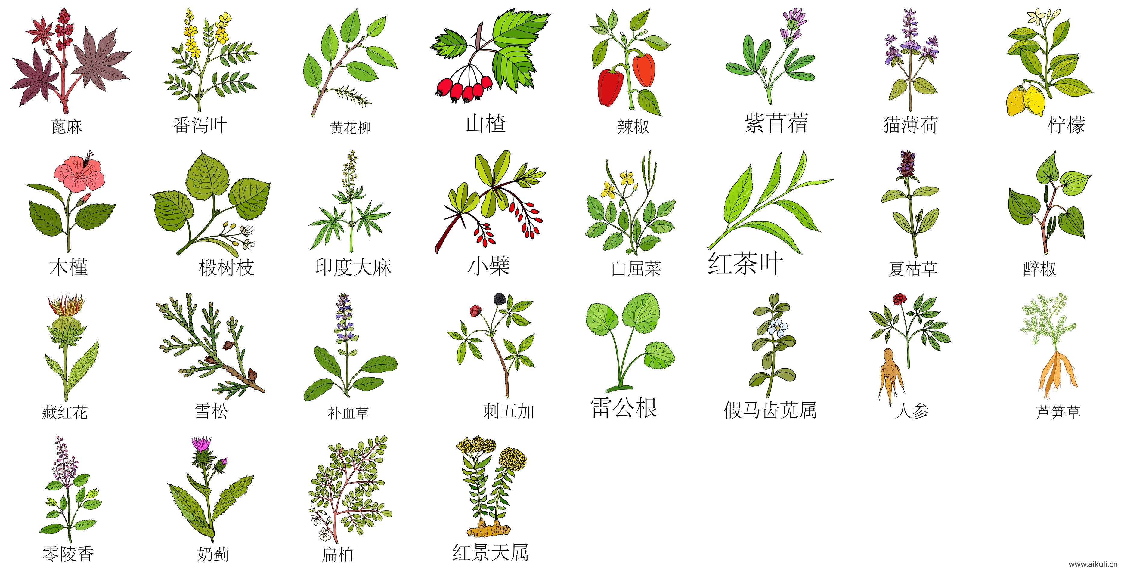 手绘线描中草药花草草本植物中医药材PNG免扣