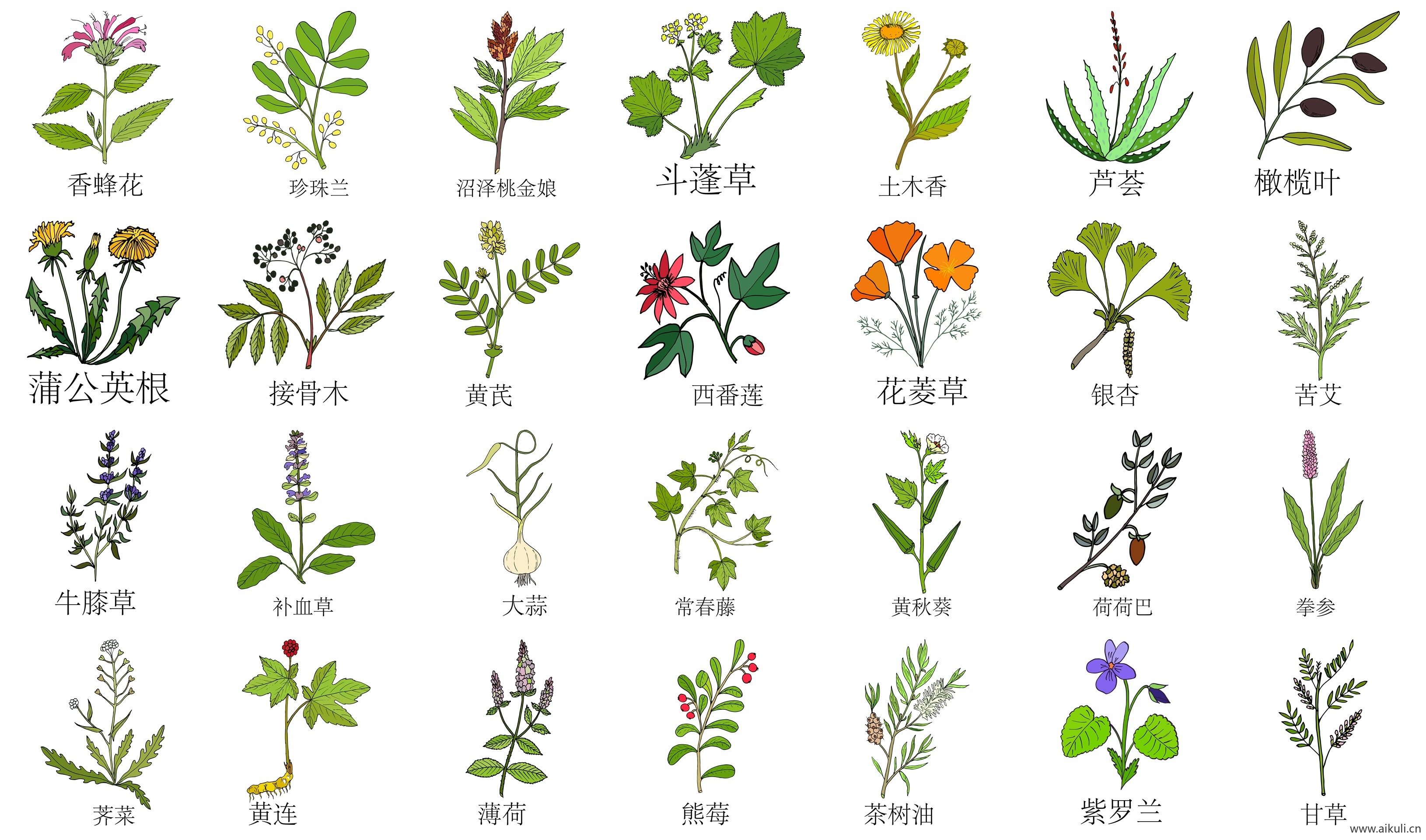 手绘线描中草药花草草本植物中医药材PNG免扣设计素材