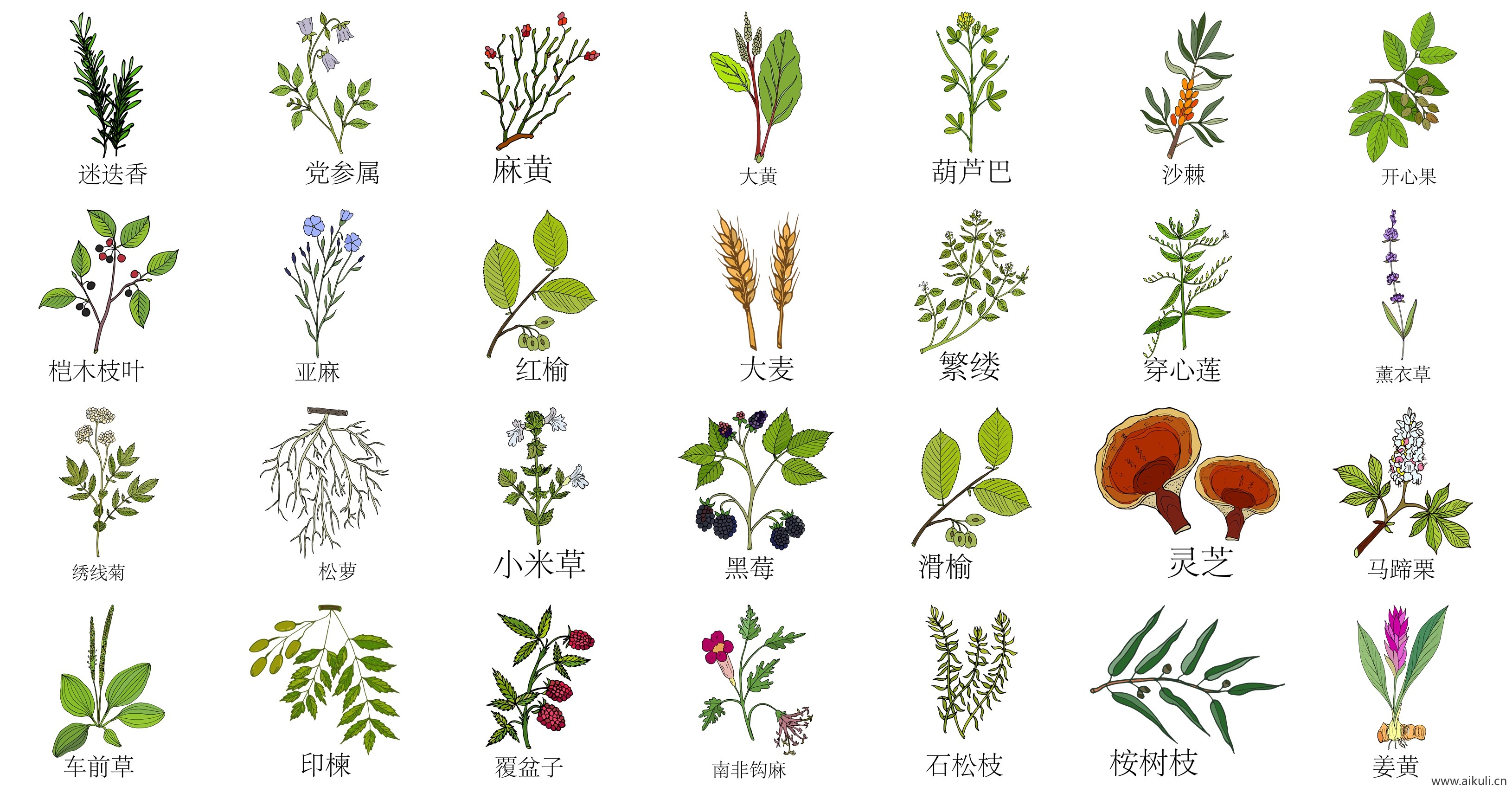 手绘线描中草药花草草本植物中医药材PNG免扣素材