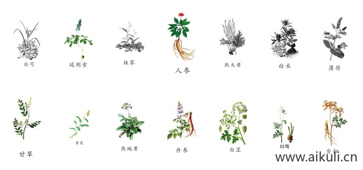 线描中草药花草草本植物中医药材PNG免扣