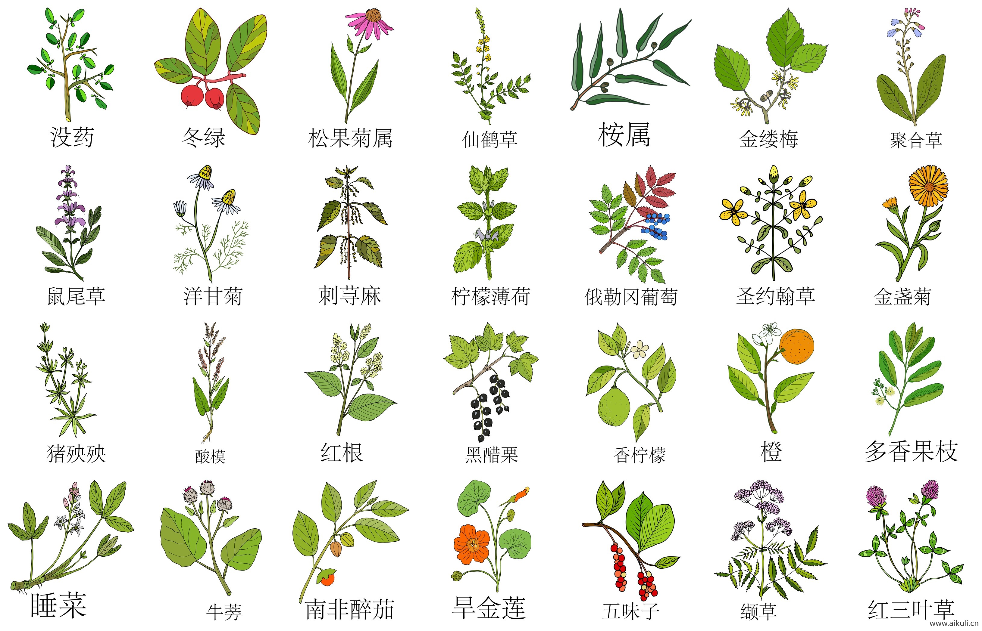 手绘线描中草药花草草本植物中医药材PNG免扣设计