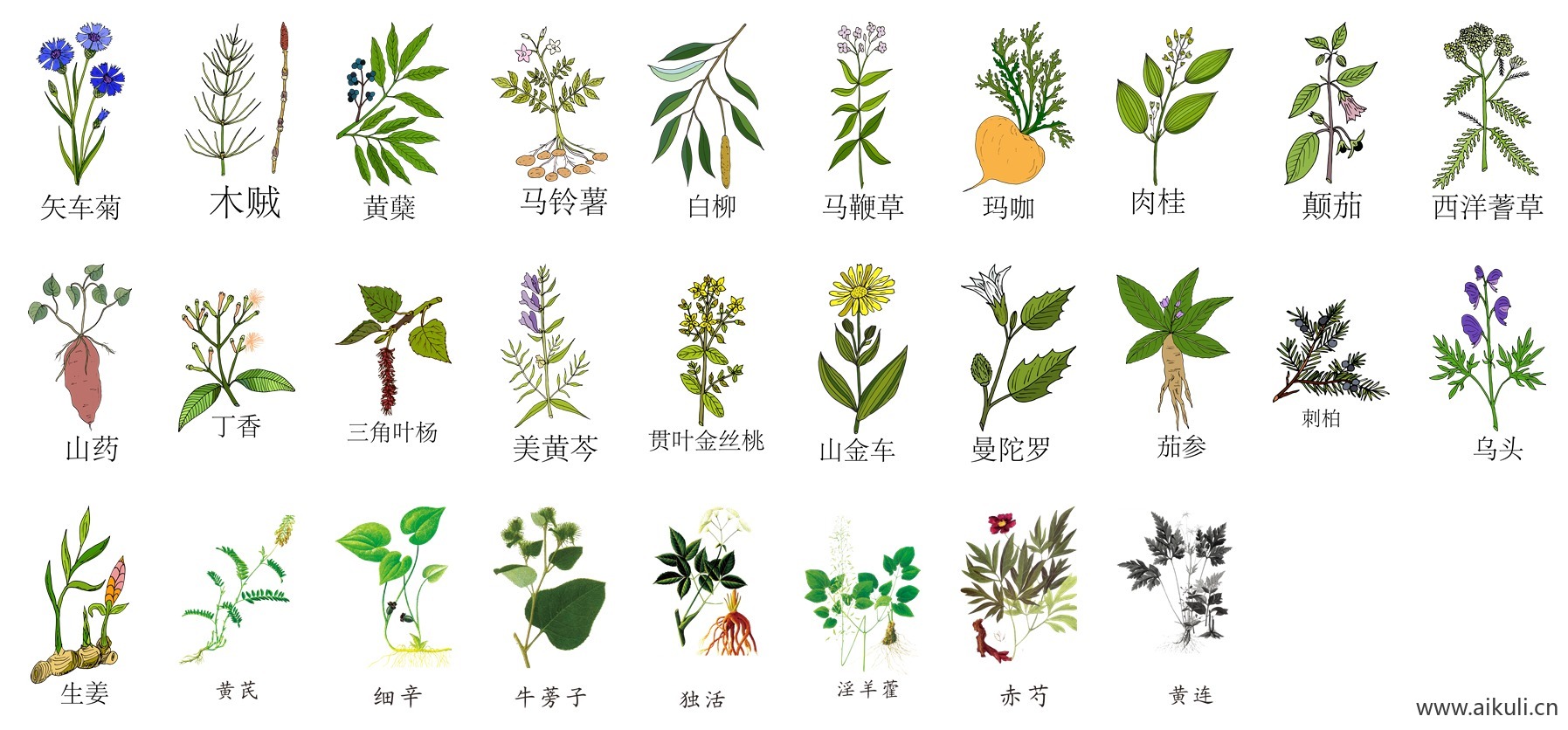 中草药花草草本植物中医药材PNG免扣素材