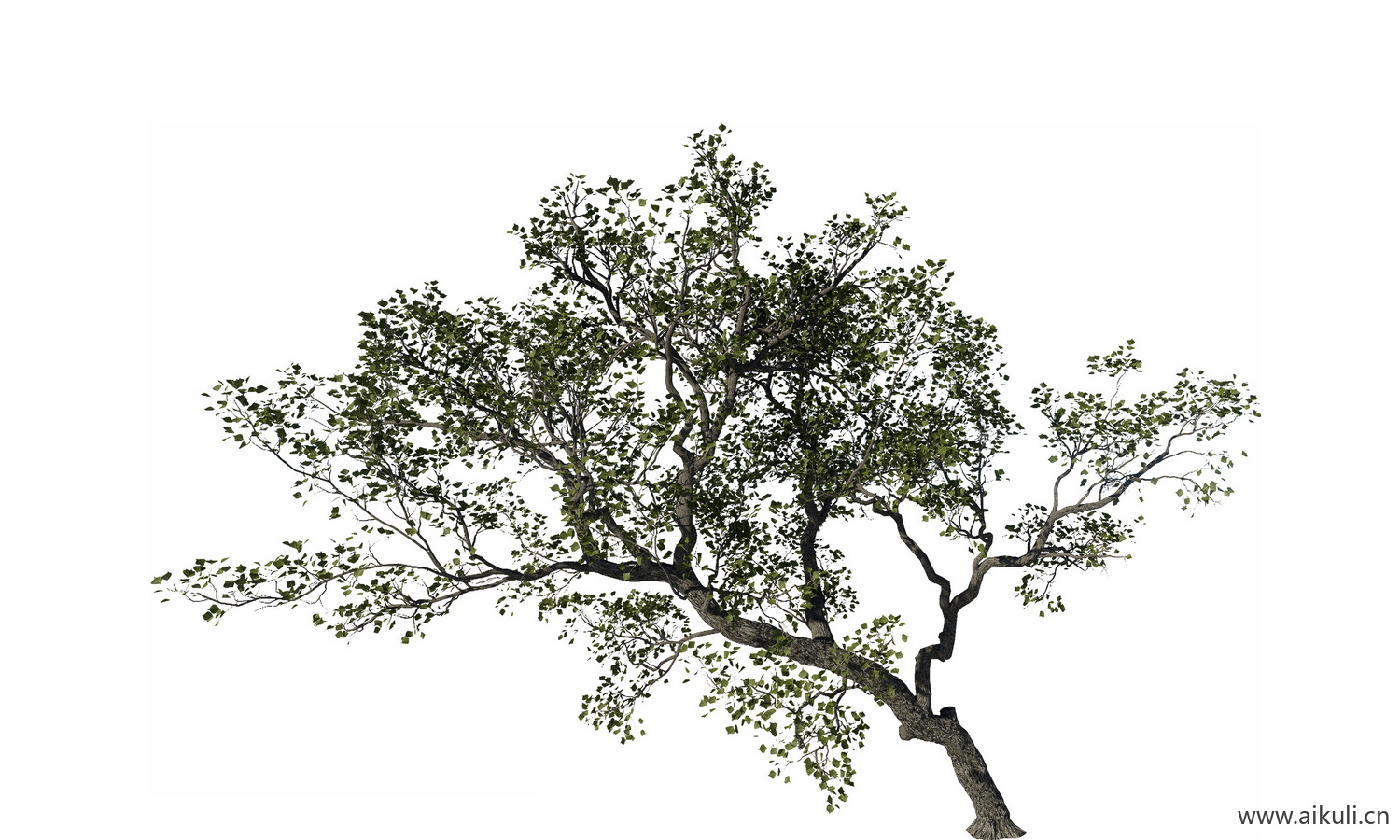 飘枝树歪脖子树_偏冠树造型树_弯杆植物PNG飘枝