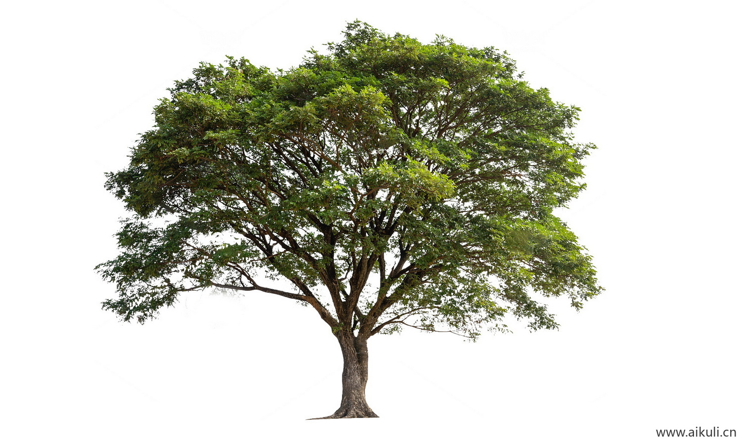 造型大香樟树免抠常绿乔木大树榕树PNG免扣