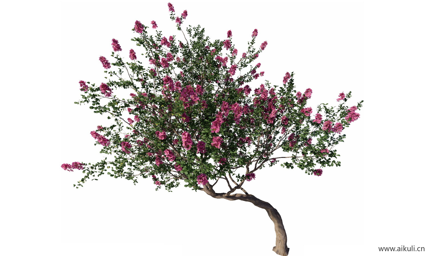 飘枝树歪脖子树弯杆植物PNG