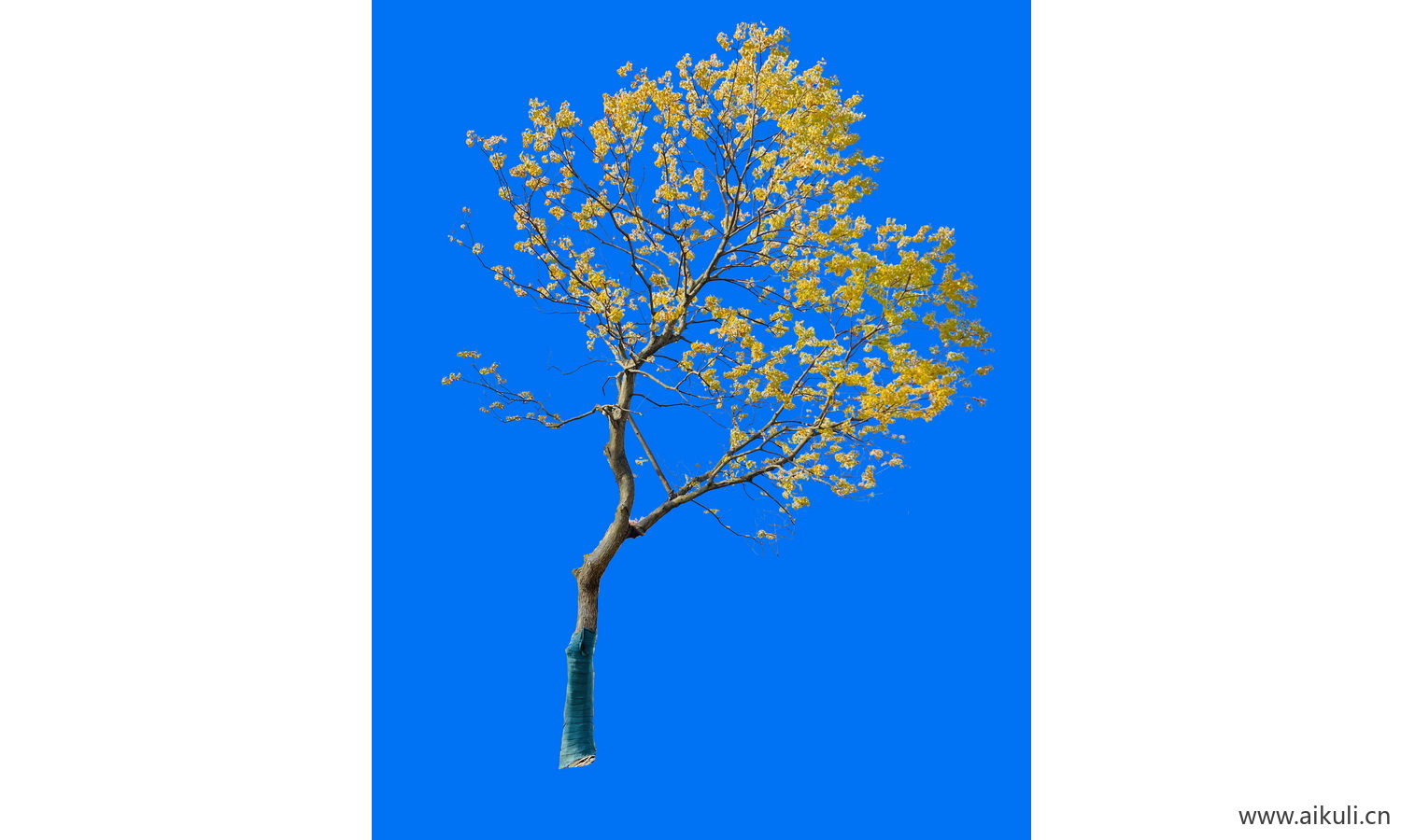 PSD免抠免抠黄叶斜飘乌桕