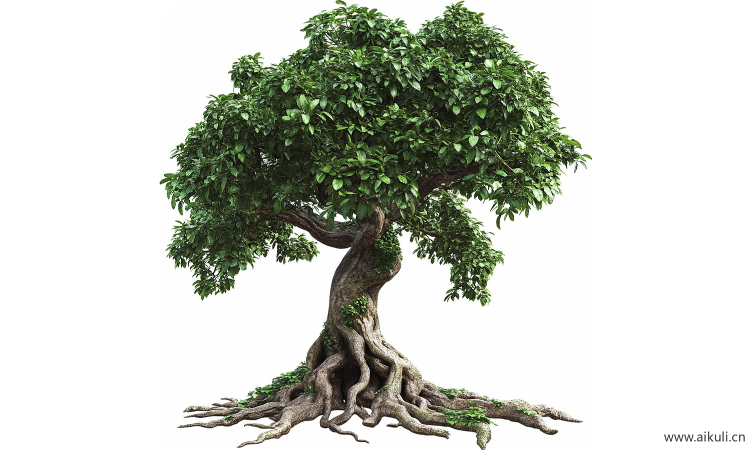 老树名木古树_造型大香樟树_乡土大树古树