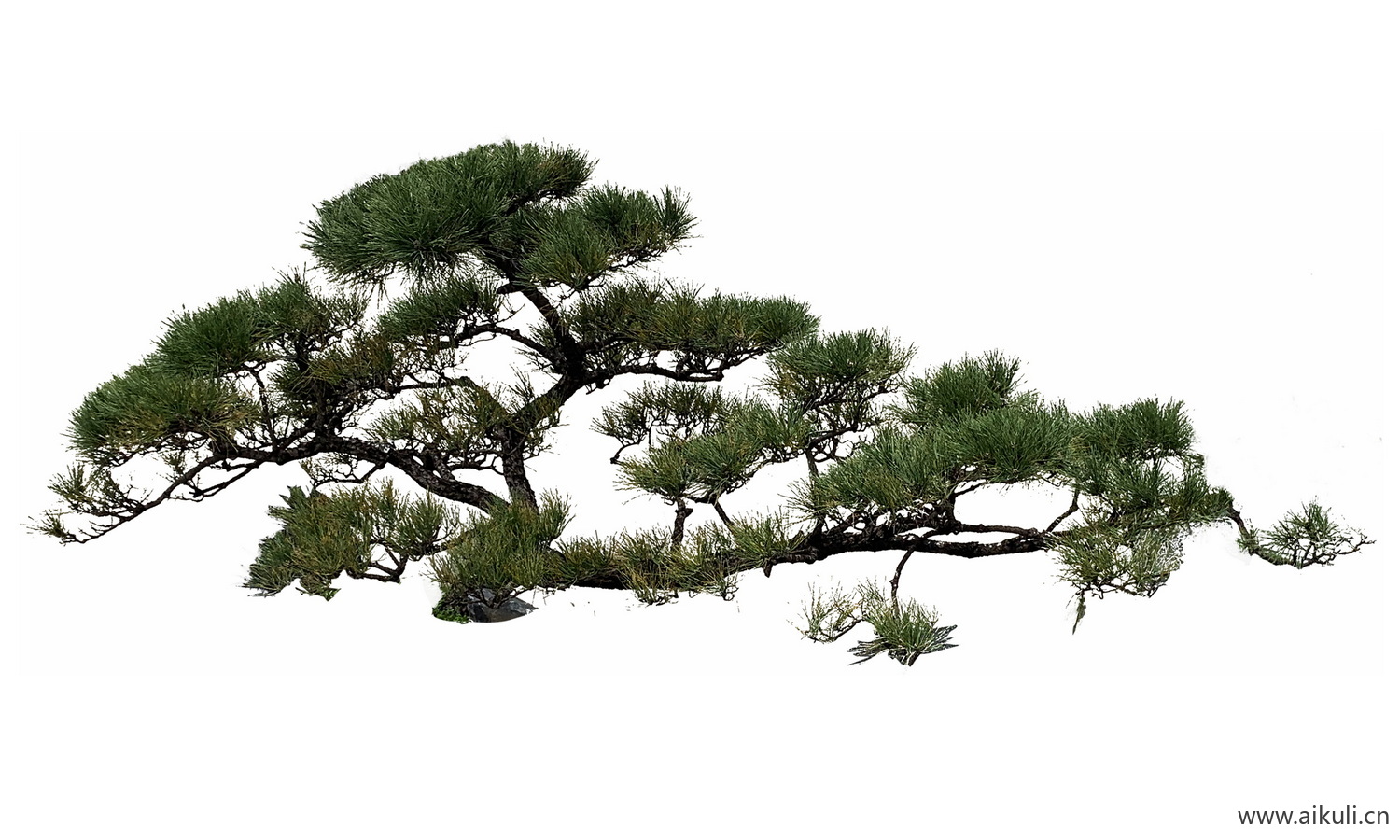 飘枝树歪脖子树_偏冠树造型树_弯杆植物PNG