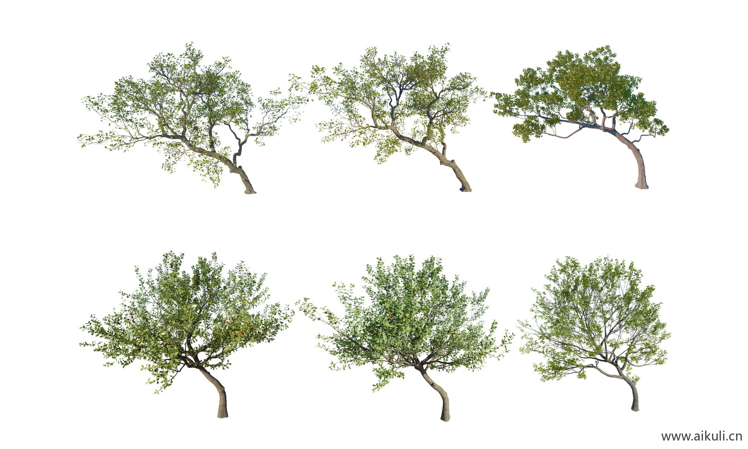现代树木_斜飘树_免抠_飘枝树歪脖子树_偏冠树造型树_弯杆植物PSD免抠