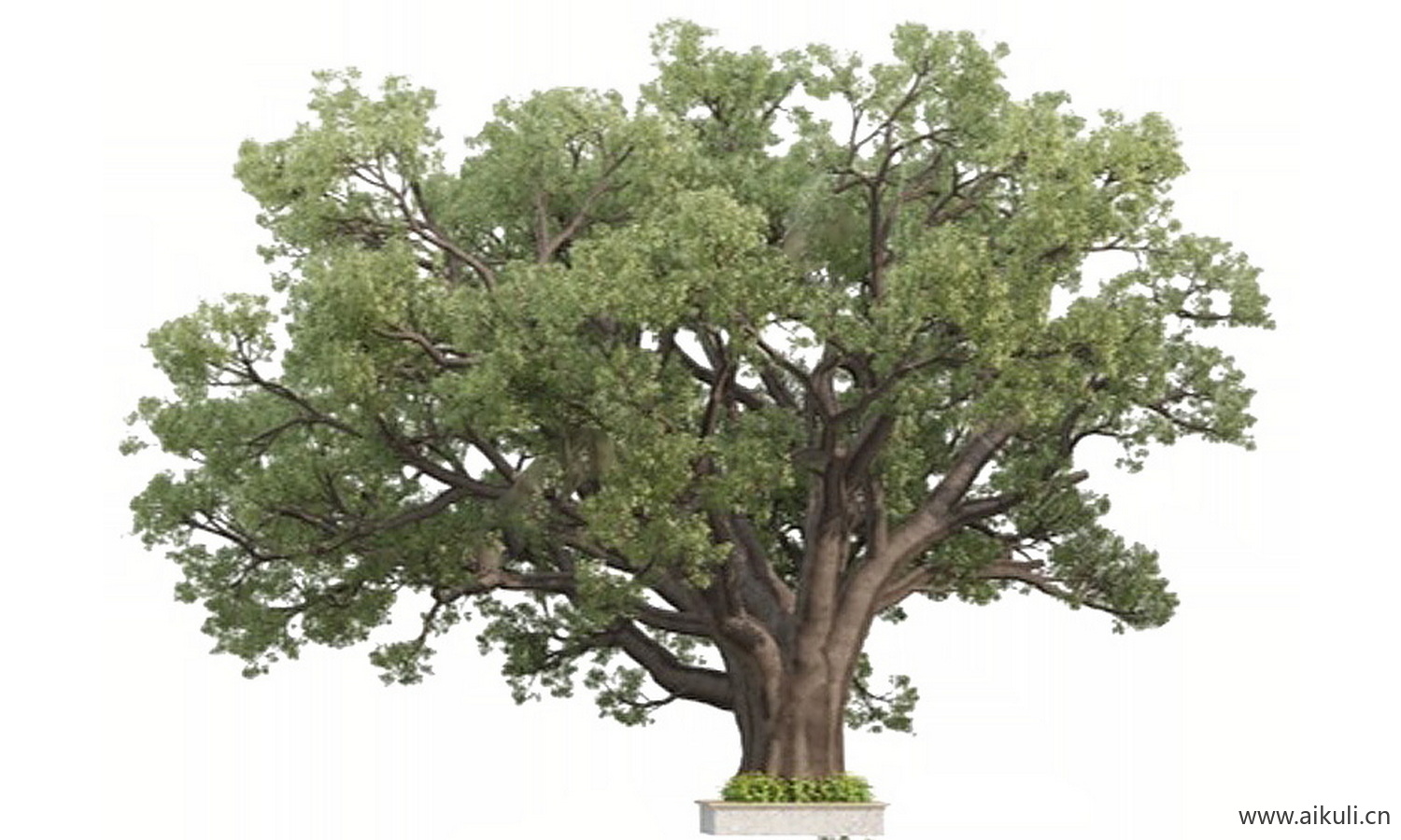 老树#名木古树_造型大树古树