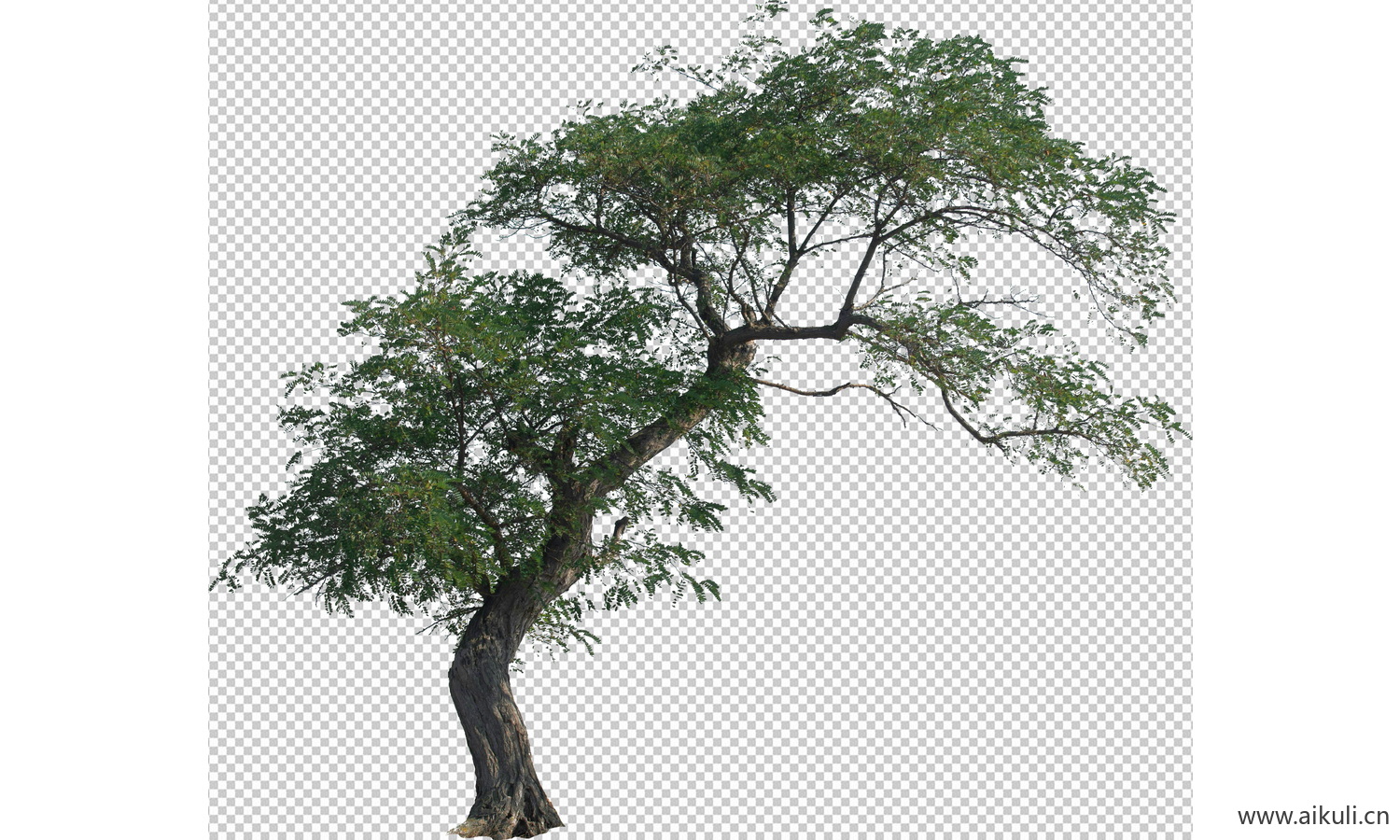 弯杆大树_乡土大树弯杆槐树_乡村歪脖子大树PSD免抠