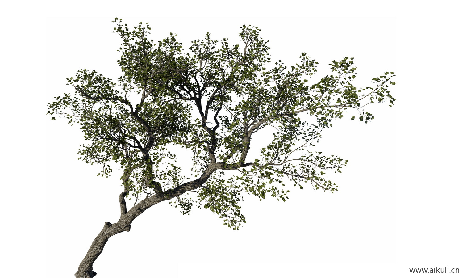 偏冠树造型树_弯杆植物PNG