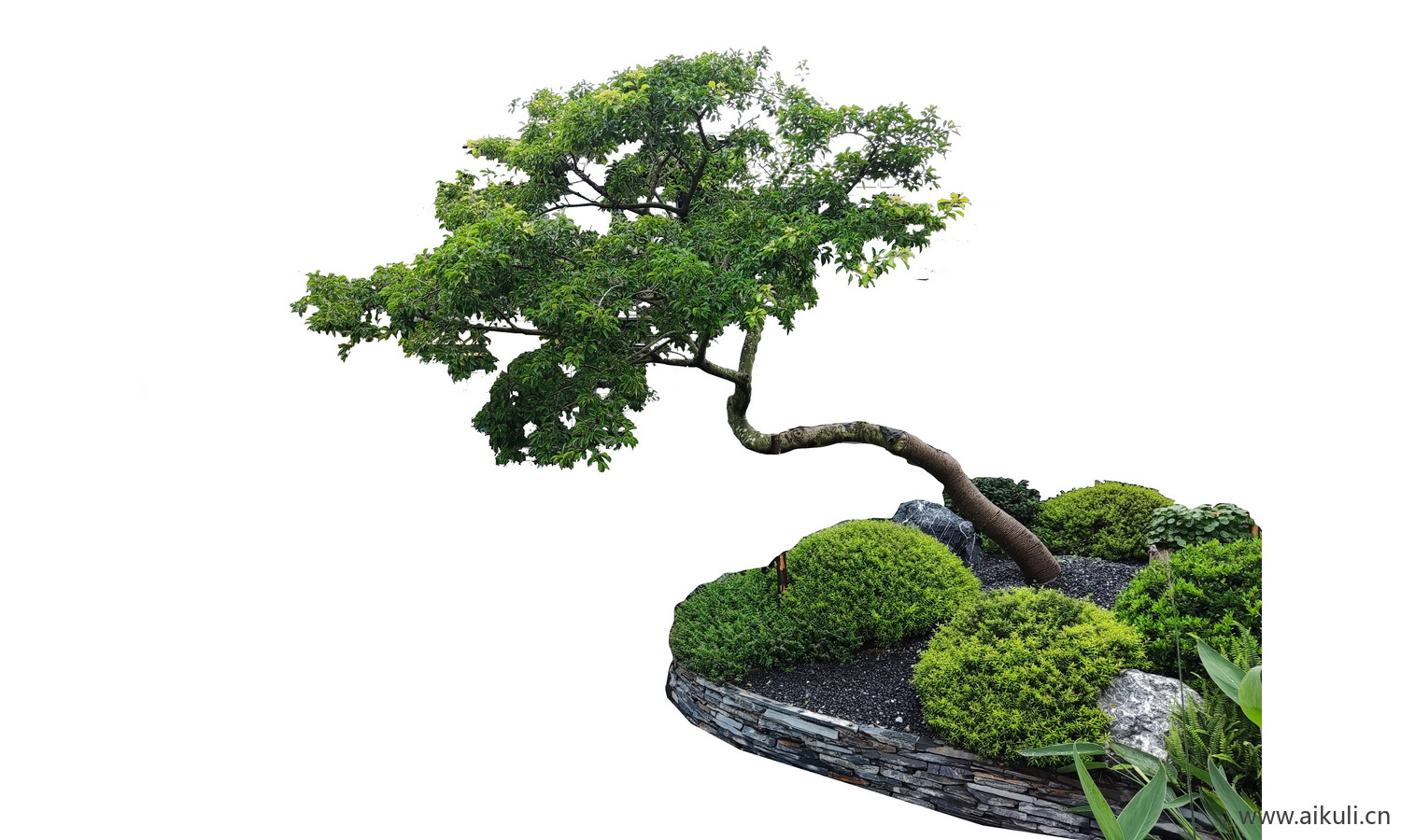 飘枝树歪脖子树_偏冠树造型树_弯杆植物PNG免抠斜飘红果冬青