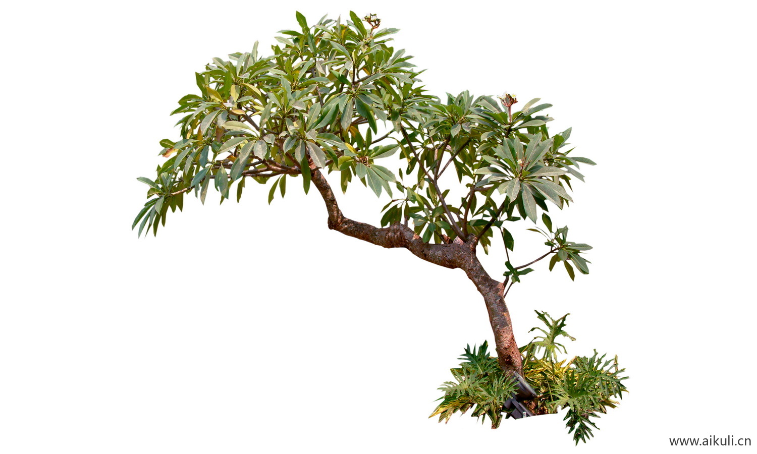 歪脖飘枝树歪脖子树_偏冠树造型树_弯杆植物PNG