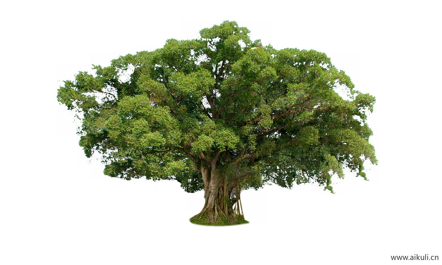 常绿乔木大树榕树PNG免扣免抠小叶榕