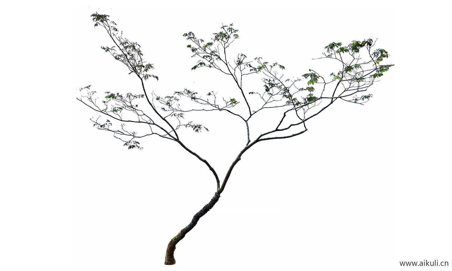 歪脖子树飘枝PNG免抠