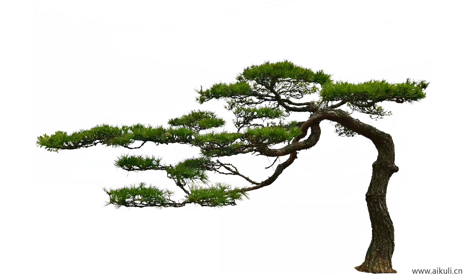 歪脖子飘枝树歪脖子树_偏冠树造型树_弯杆植物PNG