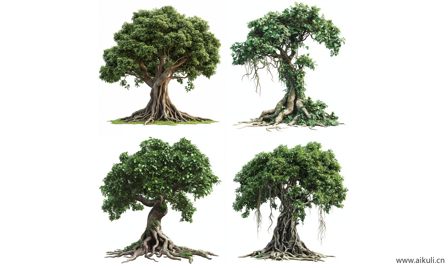 常绿乔木大树榕树PNG免扣 古树