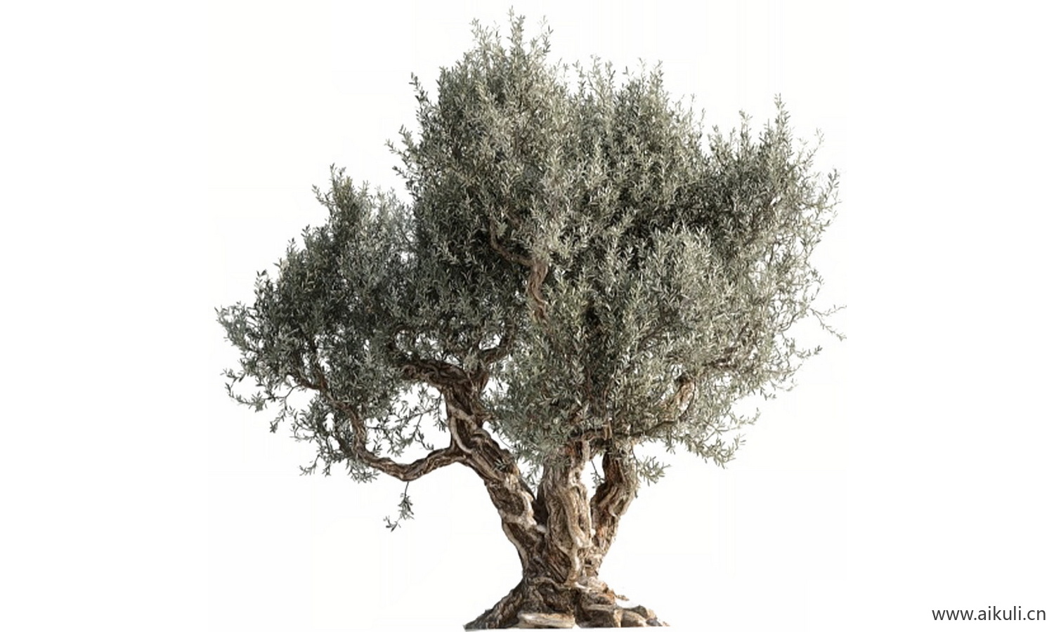 老树_老树#名木古树_造型大香樟树_乡土大树古树
