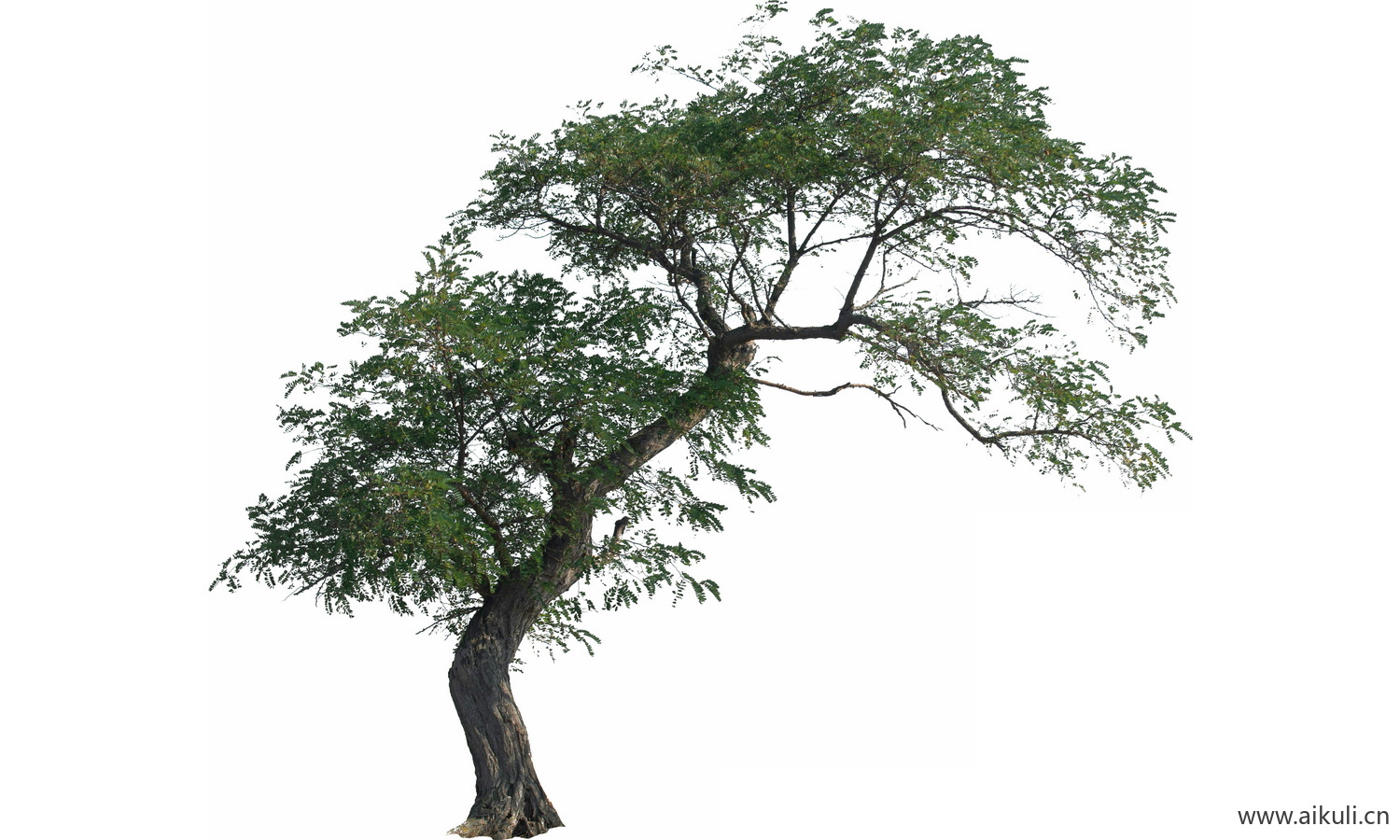 弯杆大树_乡土大树弯杆槐树_乡村歪脖子大树