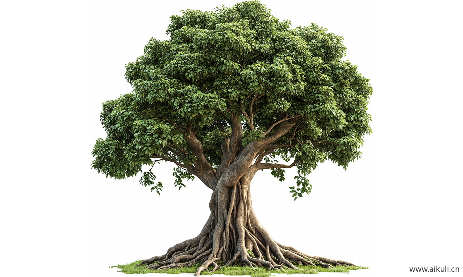 老树名木古树_造型树_乡土大树古树