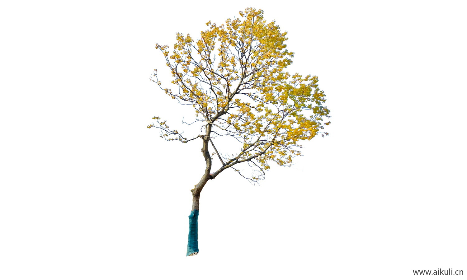 弯杆植物PNG免抠黄叶斜飘乌桕