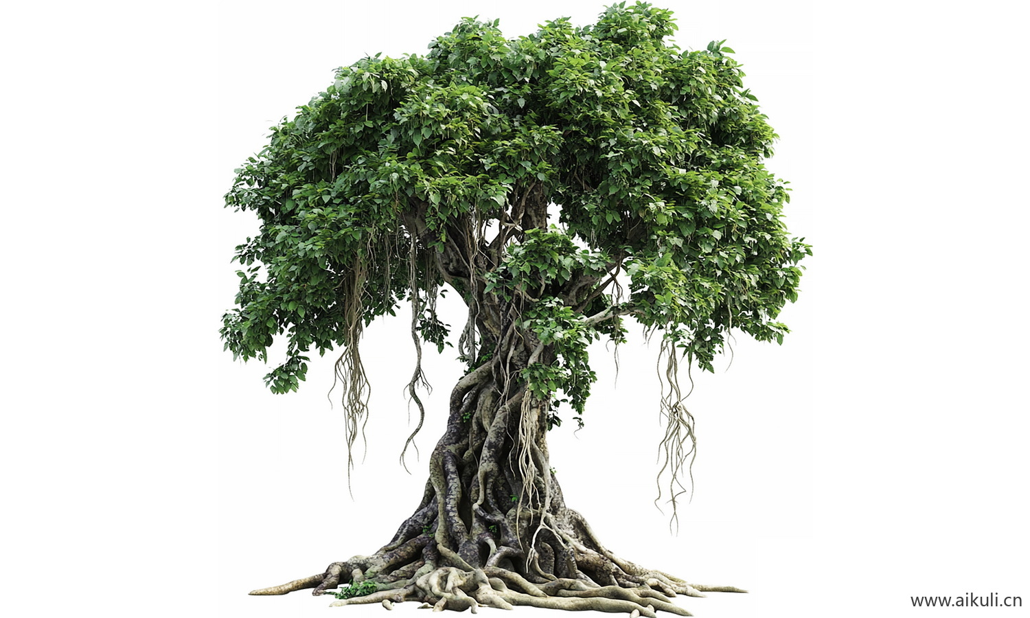 老树-常绿乔木大树榕树PNG免扣