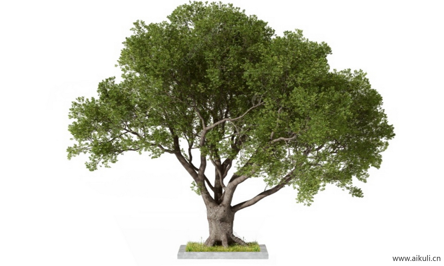 老树名木古树_造型大香樟树#乡土大树古树