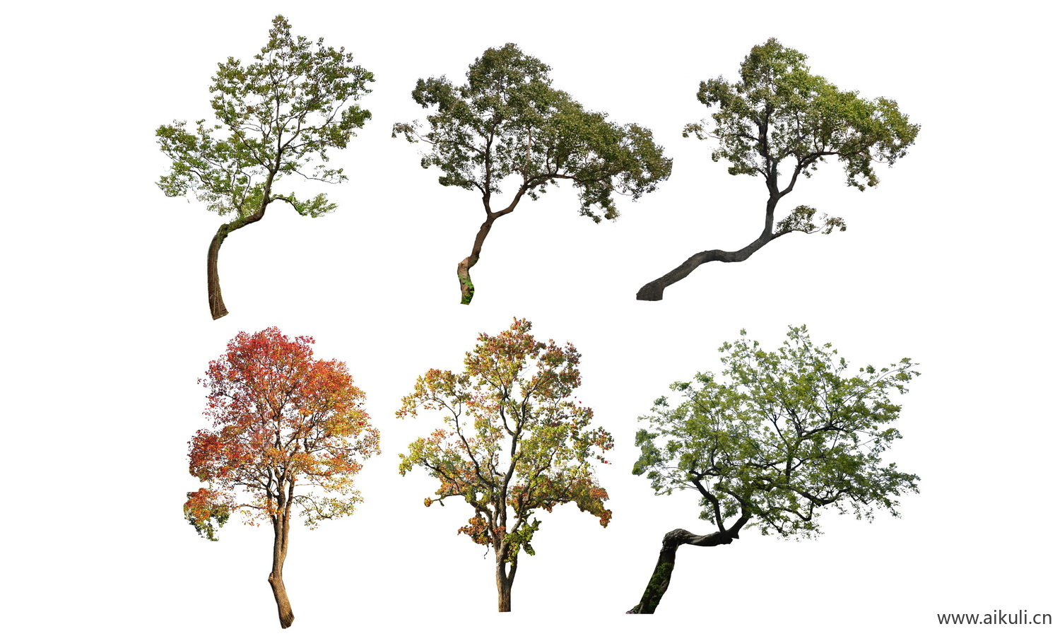 乌桕树PSD免抠 歪脖子树 朴树 丛生树 造型树 观赏树 景观树 乔木植物