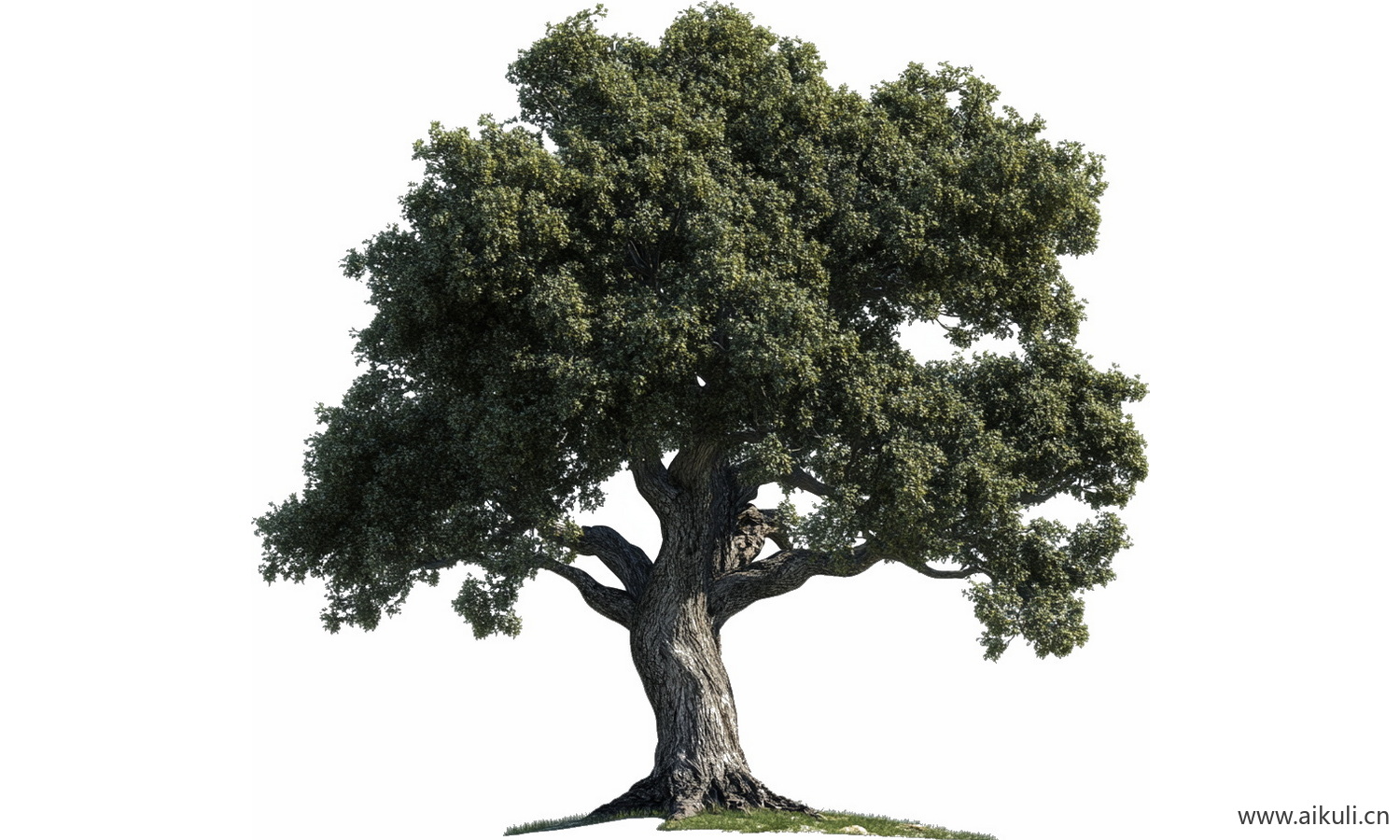 古树1_0002_图层-4