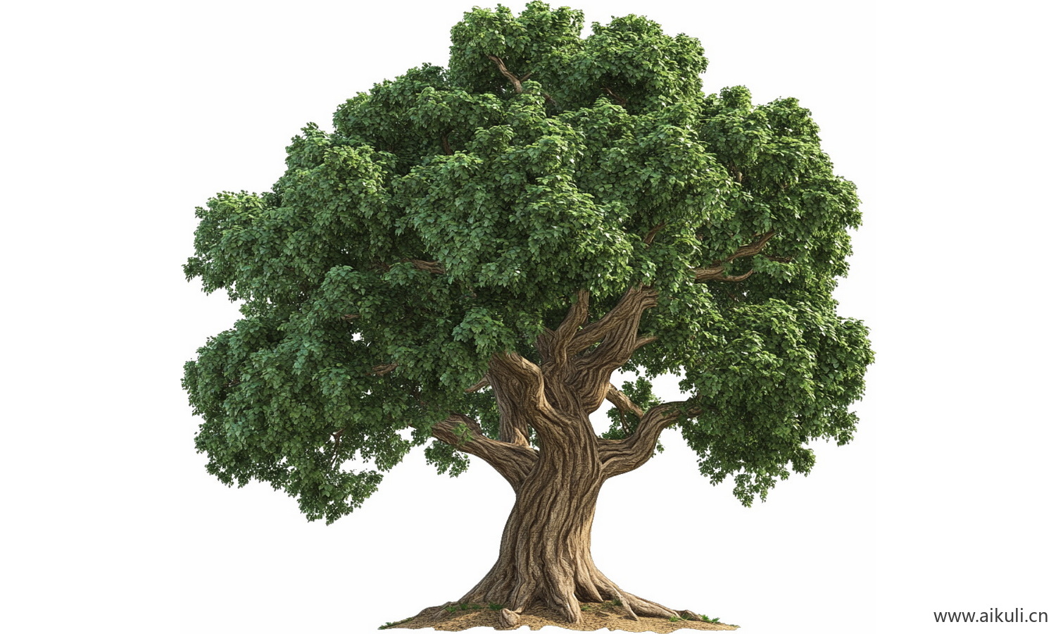 常绿乔木大树榕树PNG免扣古树