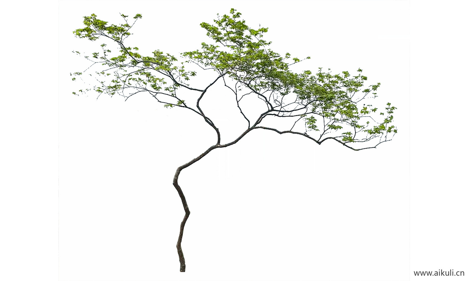 飘枝树歪脖子树_偏冠树造型树_PNG