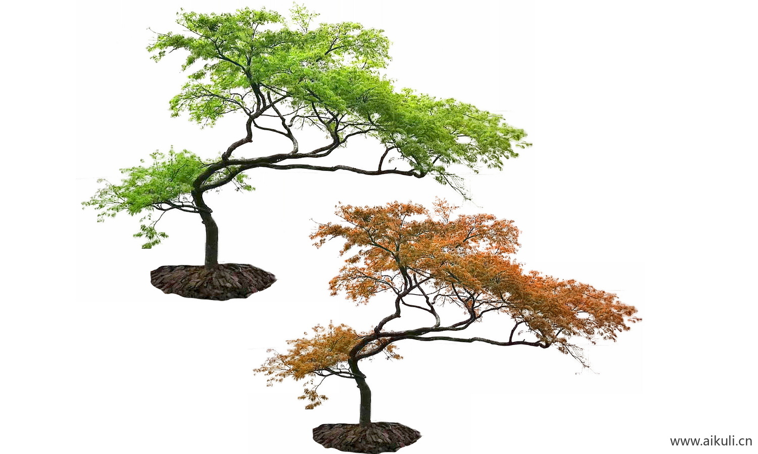 偏冠树造型树_弯杆植物PNG造型羽毛枫（夏秋色）