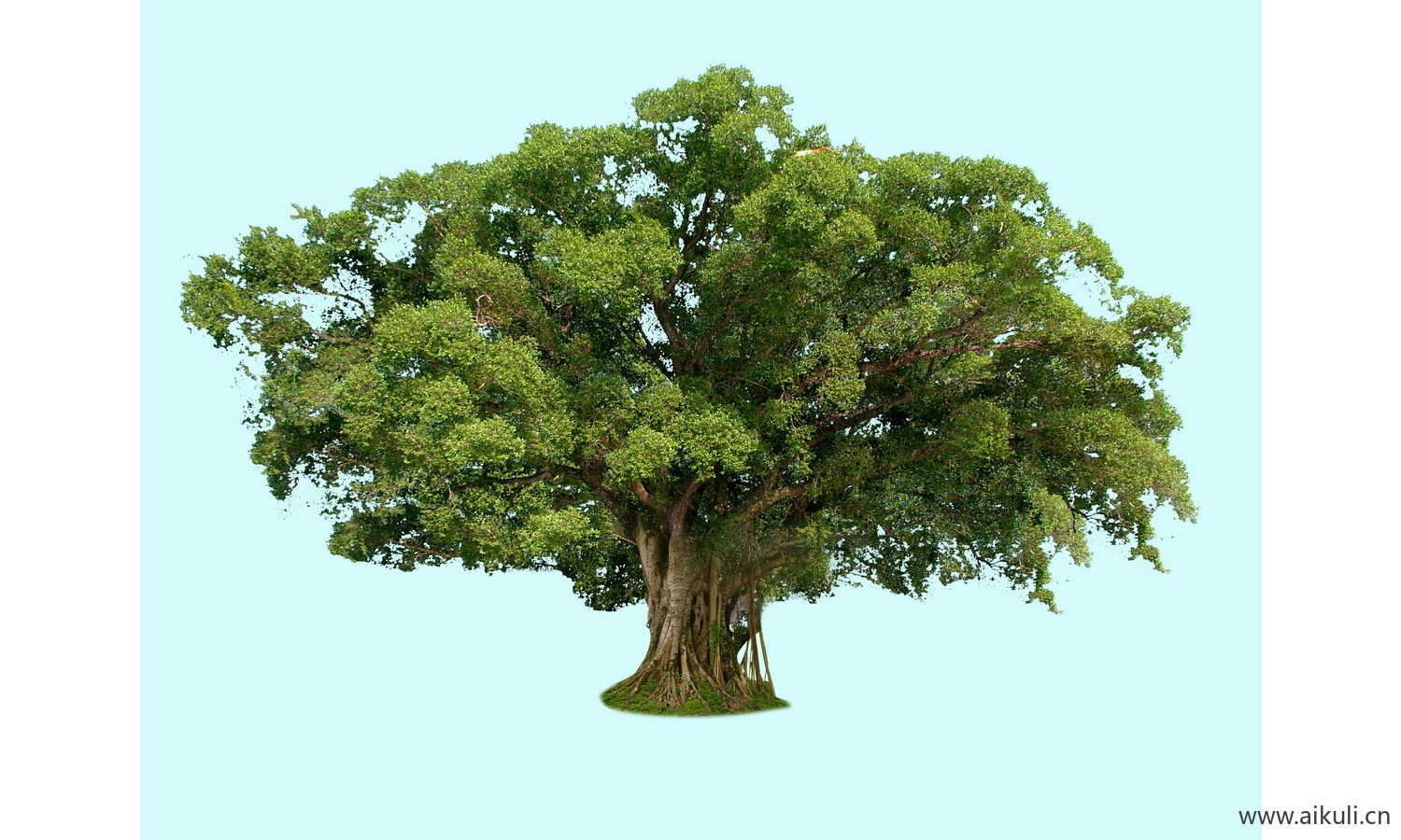 大树古树PSD免扣免抠小叶榕