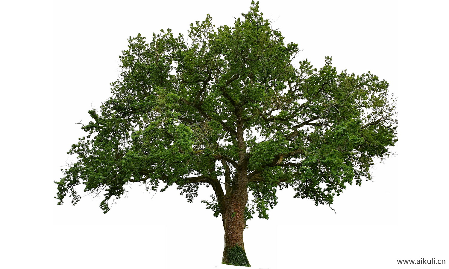 树木_名木古树_造型大香樟树_乡土大树古树